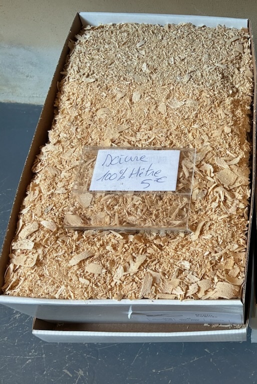 Sciure hêtre