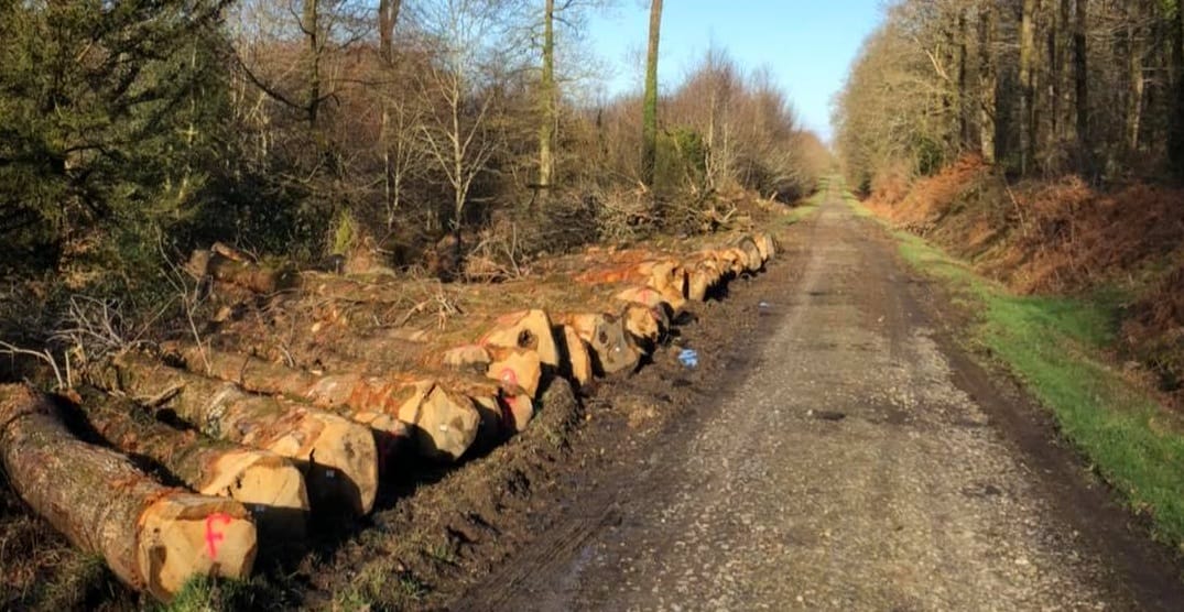 Bois de hêtres à proximité